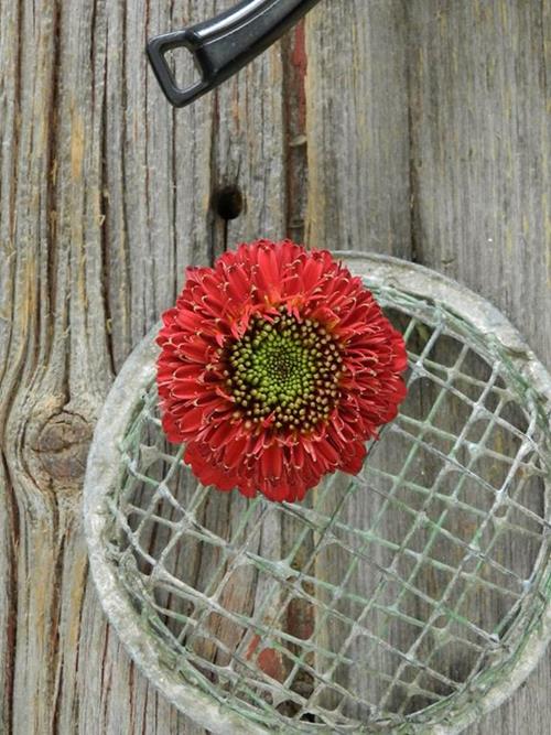 Wholesale Terra Narvo Red Gerondo Gerbera Daisy Delivered Online